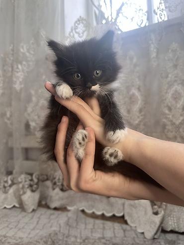 Продажа кошек: Плюшевые котята от мамы рэгдолл❤️ котятам 2-месяца, кушают все, ходят at lalafo.kg — 8 Продажа кошек: Плюшевые котята от мамы рэгдолл❤️ котятам 2-месяца, кушают все, ходят — 8