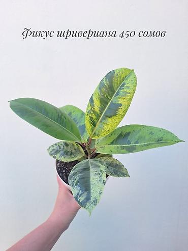 фикус: 🪴 Фикусы разных сортов в продаже. 🌿 Названия сортов и цены указаны на — 8