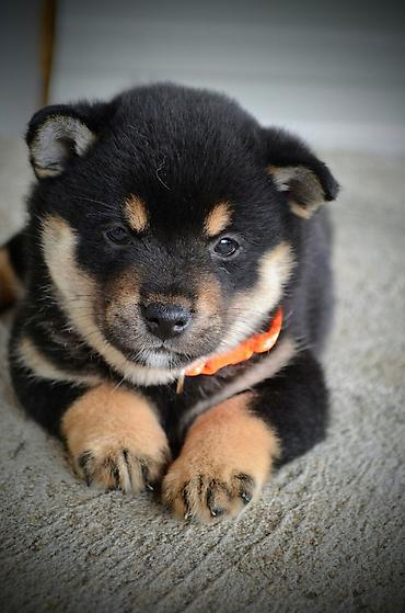 obuca ps: Odgajivačnica 'Kami's little fellows' predstavlja vrhunsko leglo Shiba — 9