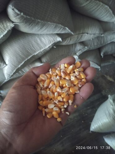 цена кукуруза: Продаю кукурузу рушенная в мешках 9т