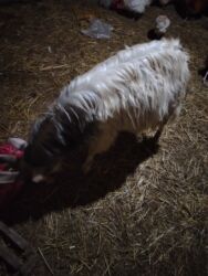 Keçi, çəpiş: Məhsul: Qoyun-keçi təsərrüfatı üçün keçilər Təsvir: - Şəkillərdə uzun — 5