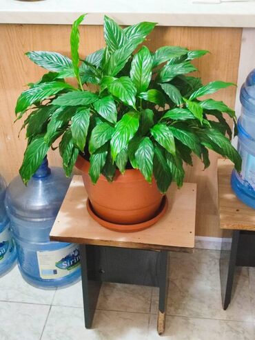 Otaq bitkiləri: Otaq bitkiləri dəsti – dibçəklərlə birlikdə. Zəhmət olmasa zəng edin — 7