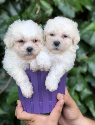 toy poodle qiyməti: Pudel, 2 ay, Erkek, Peyvəndli, Ünvandan götürmə