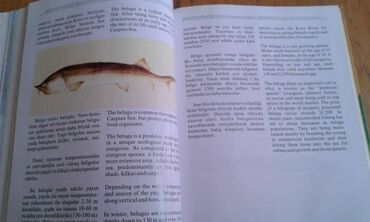 Ensiklopediyalar: Müxtəlif kitablar satılır. Biri 40 manat. "Nərəkimilər - dinozavrların -da lalafo.az — 7 Ensiklopediyalar: Müxtəlif kitablar satılır. Biri 40 manat. "Nərəkimilər - dinozavrların — 7