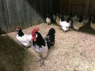купить декоративных курей: Сатам | Короздор, Балапандар, Тооктор