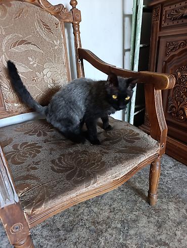 Продажа кошек: Корниш-рекс, 1 год, Девочка, Кастрирована, Приучена к лотку, Проглистована — 3