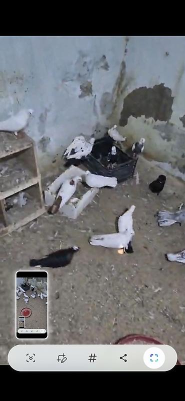 göyercin yuvası: Məhsul: Ev göyərçinləri sürüsü Təsvir: - Şəkillərdə müxtəlif rəng — 7
