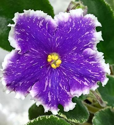 Фиалки и глоксинии: 🌱🌺🌱 Продаю сортовые ДЕТКИ,СТАРТЕРЫ стандартных, трейлерныхмини и — 21