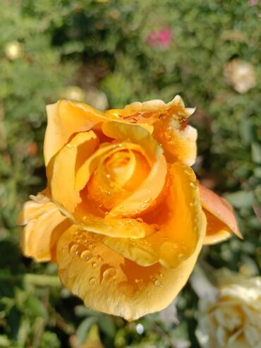 Садовые цветы и кустарники: Садовые розы — срезочные и для посадки Описание: - Разновидности — 1