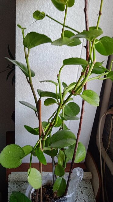 Кактусы: Дендробиум отростки 350, Хатиора Красавчик цветет зимой продаю