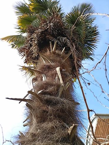 Ağaclar: Yetişkin dekorativ palma ağacı - Növ: Fan formalı yarpaqları olan — 3