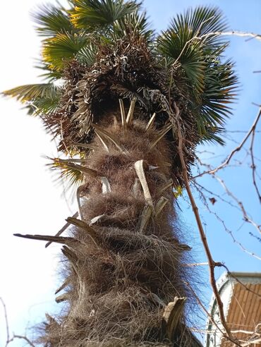 Ağaclar: Məhsul: Xurma/palma ağacı (Trachycarpus fortunei – küləyə və soyuğa — 7