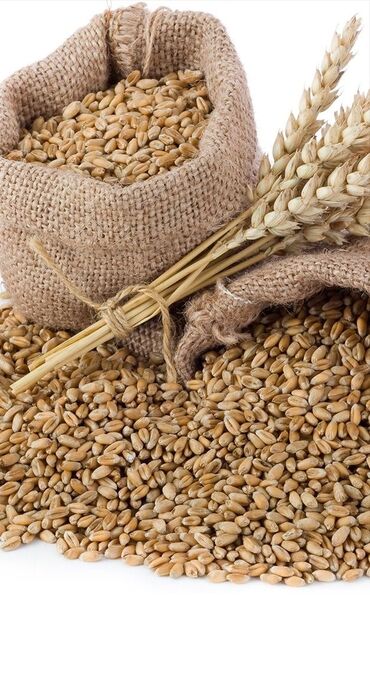 арпа бишкек цена: 📢 Принимаем зерно! 🌾 ⚙️ Закупаем: ✅ Пшеницу ✅ Ячмень ✅ Кукурузу 💰