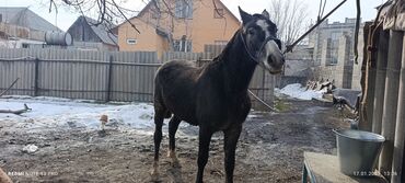 Лошади, кони: Продаю | Жеребец, Жеребенок | Полукровка, Английская | Для разведения, Конный спорт | Племенные