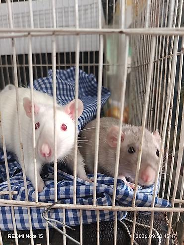утята суточные: Продаются декоративные крысята 2. 5 месяца — 2