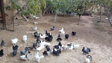 Göyərçinlər: Məhsul: müxtəlif növ ev göyərçinləri Təsvir: - Rənglər: ağ, qara — 1