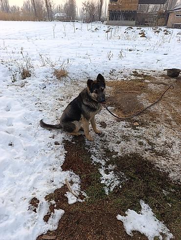 Продажа собак: Немецкая овчарка смешаная 10 Айлык эркек — 3