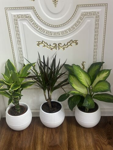 Другие комнатные растения: Комнатные цветы at lalafo.kg — 8 Другие комнатные растения: Комнатные цветы — 8