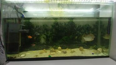 куплю аквариум с рыбками: Продается Аквариум с рыбками. +Фильтр +Нагреватель +Подстветка