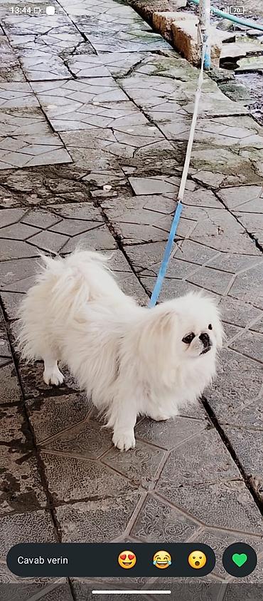 İtlər: Pekines, Erkək, Sənədli, Ünvandan götürmə — 1
