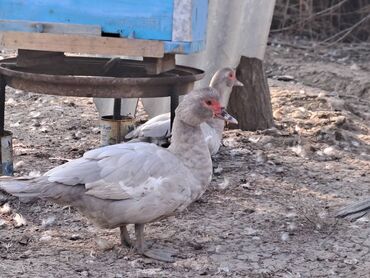 Ördəklər: Lal ördəklər satılır topdan 17 azn .Tək tək qiymətlər — 14