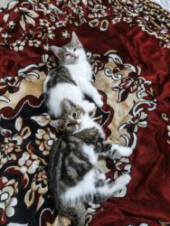 Pişiklər: Türk anqora, Dişi, Yaxşı əllərə, Ünvandan götürmə -da lalafo.az — 5 Pişiklər: Türk anqora, Dişi, Yaxşı əllərə, Ünvandan götürmə — 5