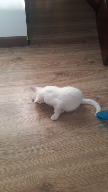 Продажа кошек: Продаю котёнка