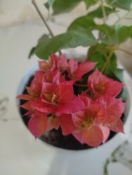 глянцевая бумага цена бишкек: Комнатные цветы, бугенвеллия, в городе Кара Балта