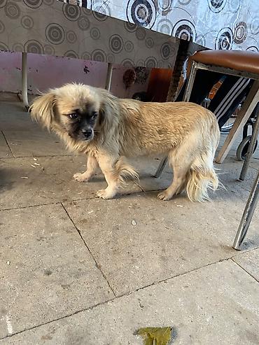 it pekines: Pekines, 2 il, Dişi, Ünvandan götürmə — 4