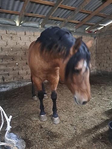 Лошади, кони: Продаю | Жеребец | Рабочий — 11