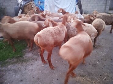 Бараны, овцы: Продаю | Овца (самка) | Гиссарская, Арашан, Полукровка | Для разведения