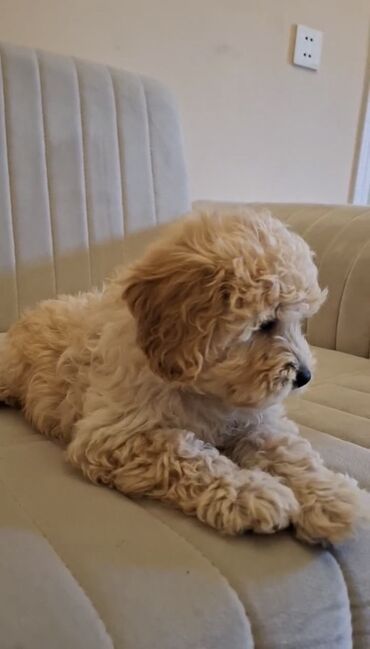 İtlər: Pudel, 3 ay, Dişi, Cütləşmə üçün, Ünvandan götürmə