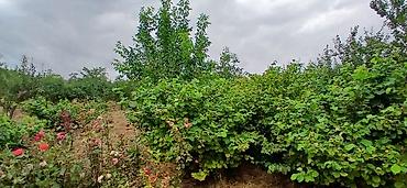 Torpaq sahələrinin satışı: 20 sot, Mülkiyyətçi — 11