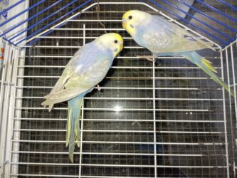 Tutuquşları: Çexlər hazır sağlam aktiv quşlardı hər iki cüt bala verib Bir cütü 80 — 7