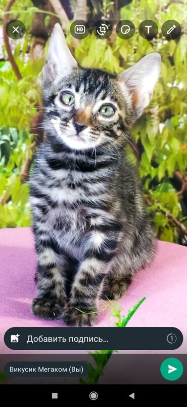 Продажа кошек: Друзья !!! питомник Бен Гла Мур с радостью предлагает новый помет. от — 3