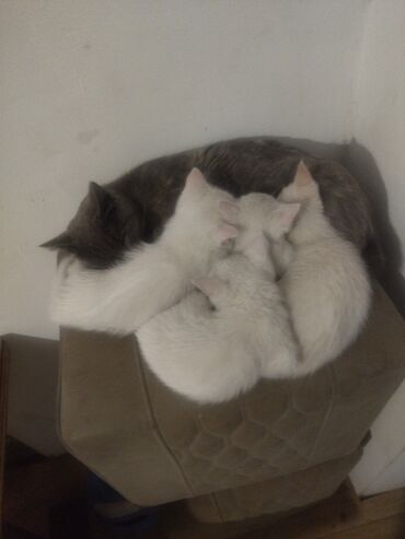 сколько стоит сибирская кошка котенок: Котята белого окраса - На фото помёт из нескольких белоснежных котят