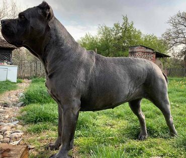 Psi: Prodajemo štence CANE CORSO vhunskog izložbenog kvaliteta sa — 22