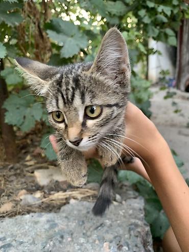 Кошки: Отдам 3-х месячных котят в хорошие руки. В лоток ходить умеют — 7