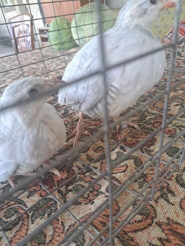 Фасадные работы: AMK. TRAVERTIN. KAFEL Декоративная отделка фасадов и заборов «под — 10