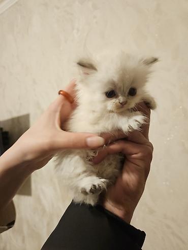 Pişiklər: Fars — 6