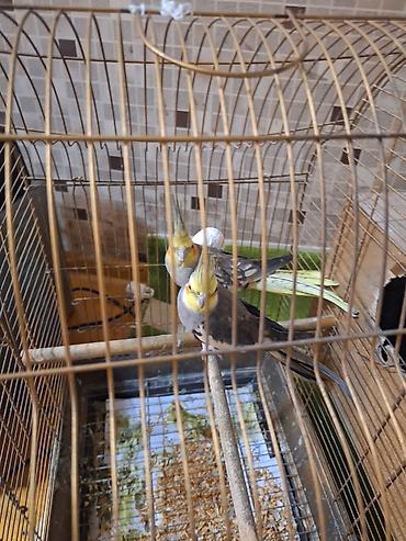 quş yuvasi: Nimfa (cockatiel) cütü və qəfəs dəsti - Növ: Nimfa (cockatiel) – sarı — 1