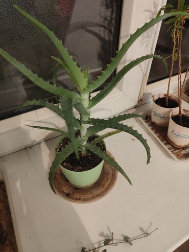 Комнатные растения: Меняю малыша алое (фото 2 малыш) на шоколадку, в добрые ответственные