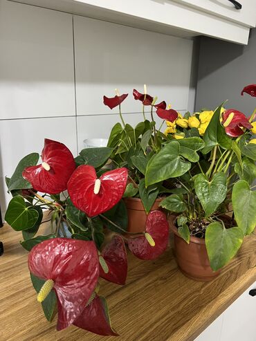 Комнатные растения: Продаются комнатные цветы . Все фотографии в карусели Антуриум