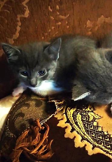 Pişiklər: Britan, Erkək, Dişi — 7