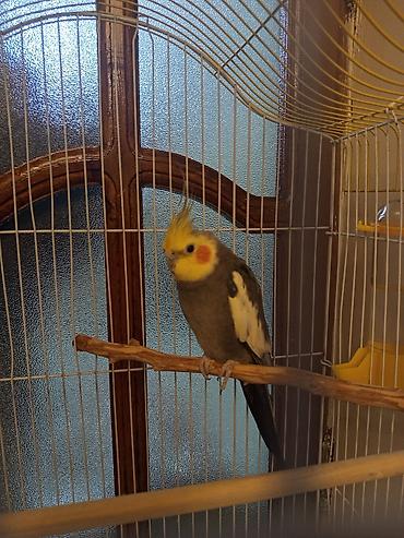 quş qefes: Nimfa (cockatiel) tutuquşu və qəfəs dəsti - Növ: Nimfa tutuquşu — 4