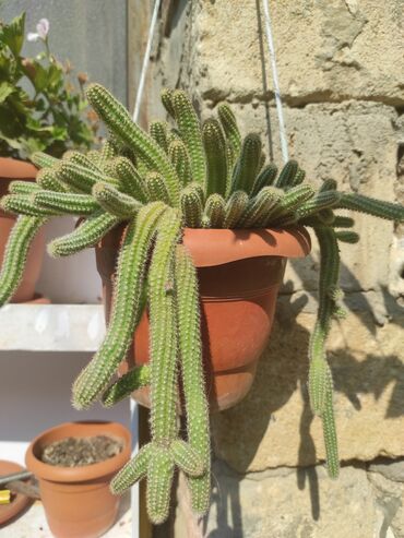 Otaq bitkiləri: Kaktuslar.artırmalarının qiymət 3manatdan başlayır.şəkildə olan güllər — 4