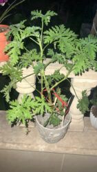 Otaq bitkiləri: Her biri ucuz kimete Gencededi catirma var size yaxin yere ancag — 25