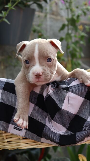 Продажа собак: Американский булли, 1 месяц, Самец, С родословной, С прививкой — 13