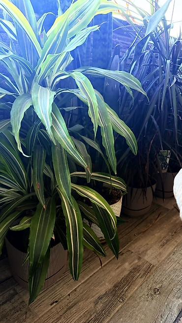 dibcək gul: Böyük ölçülü otaq bitkiləri dəsti 1ededi 80manatdi - Növ: Dracaena — 4