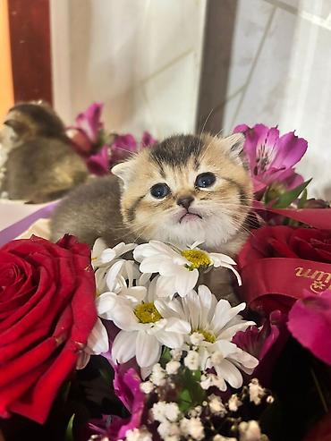 Pişiklər: Şotland — 3